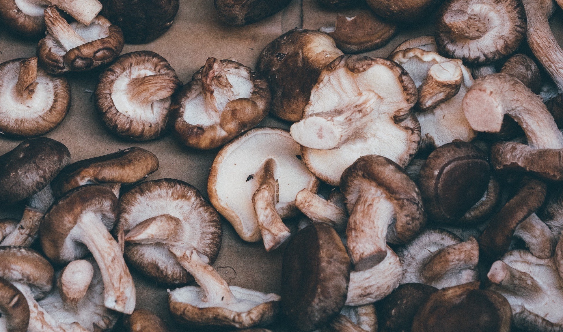 Shiitake Mushrooms to Fight Bacteria