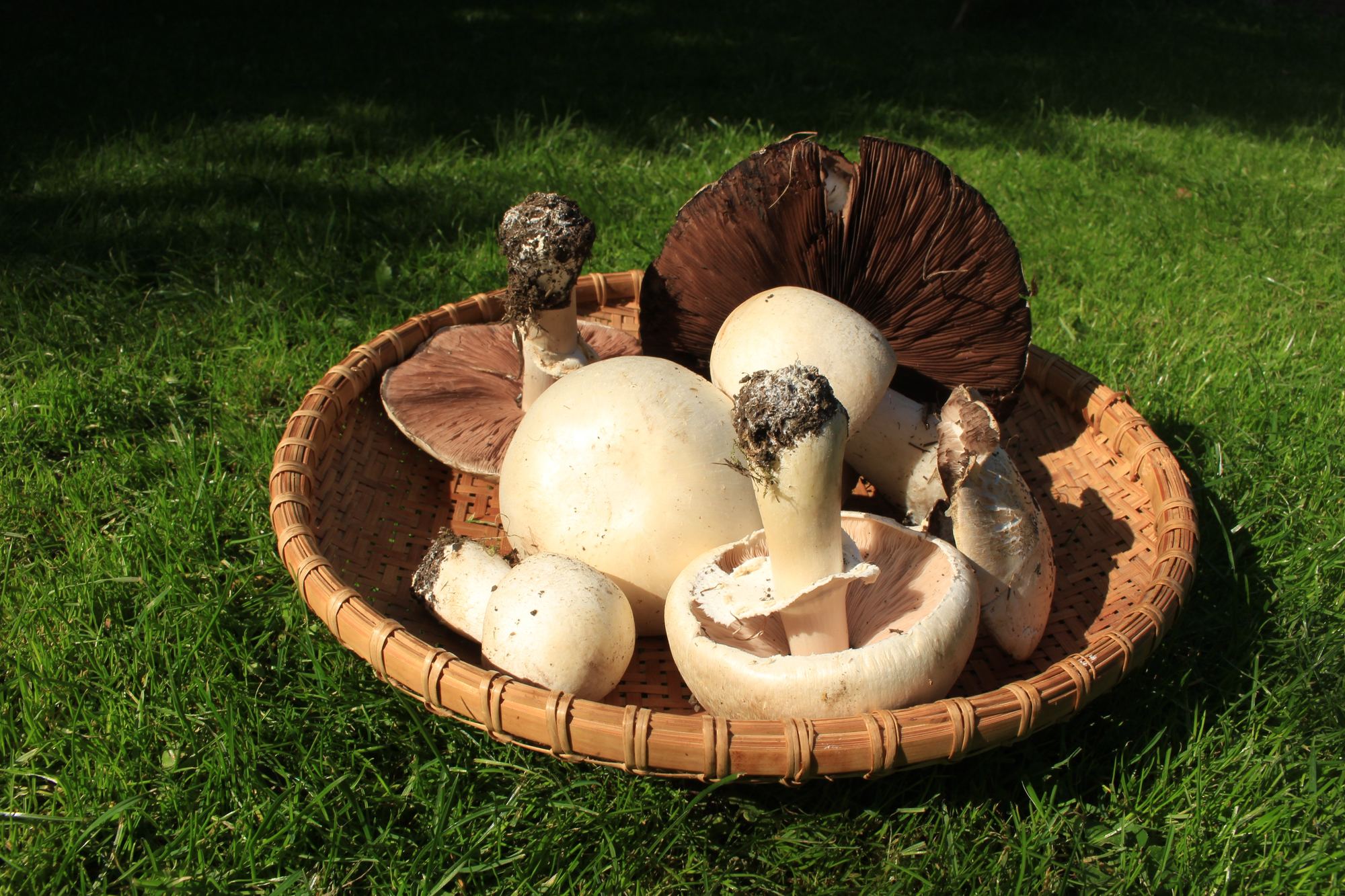 Mixed Mushrooms