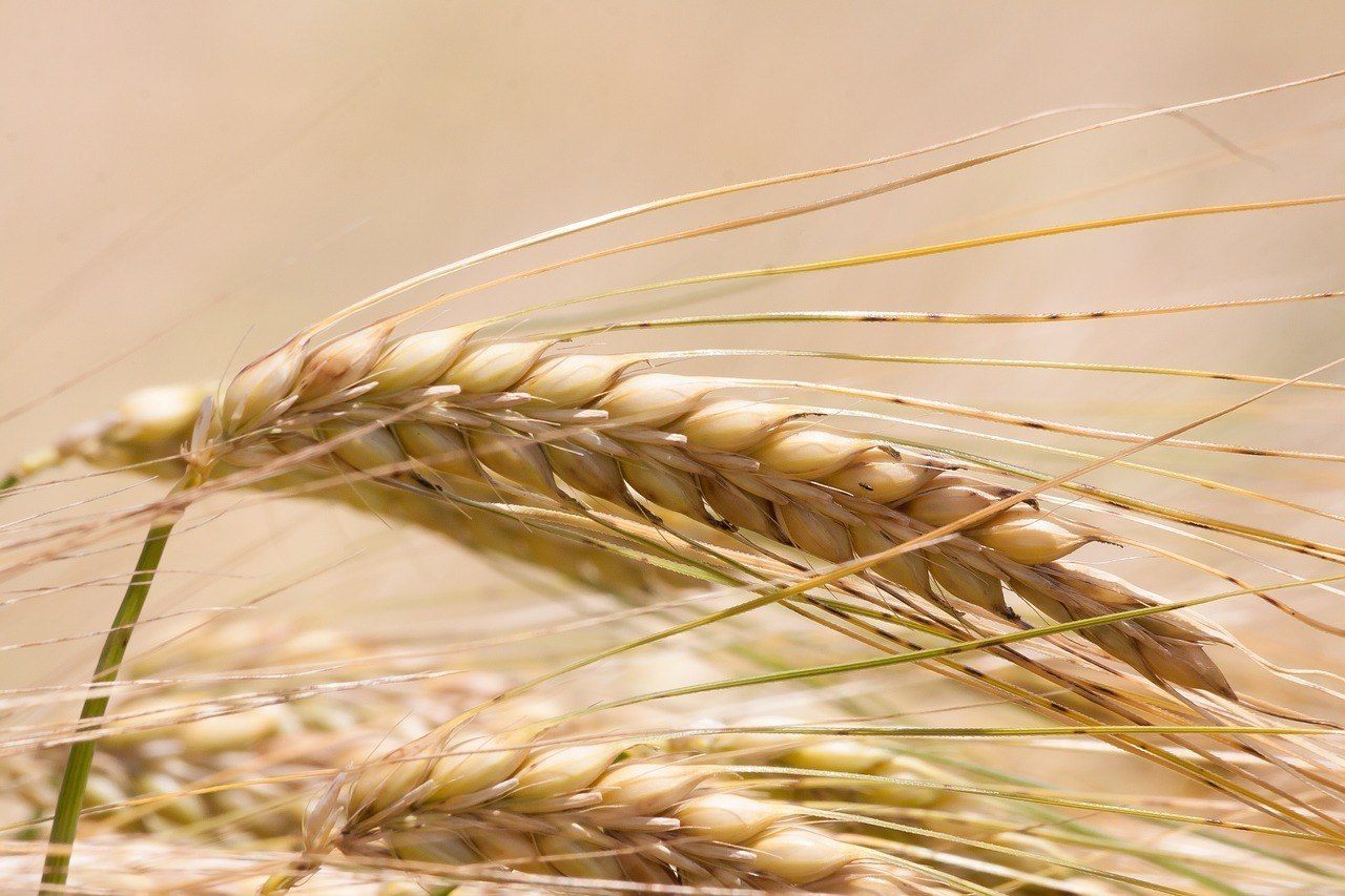 barley