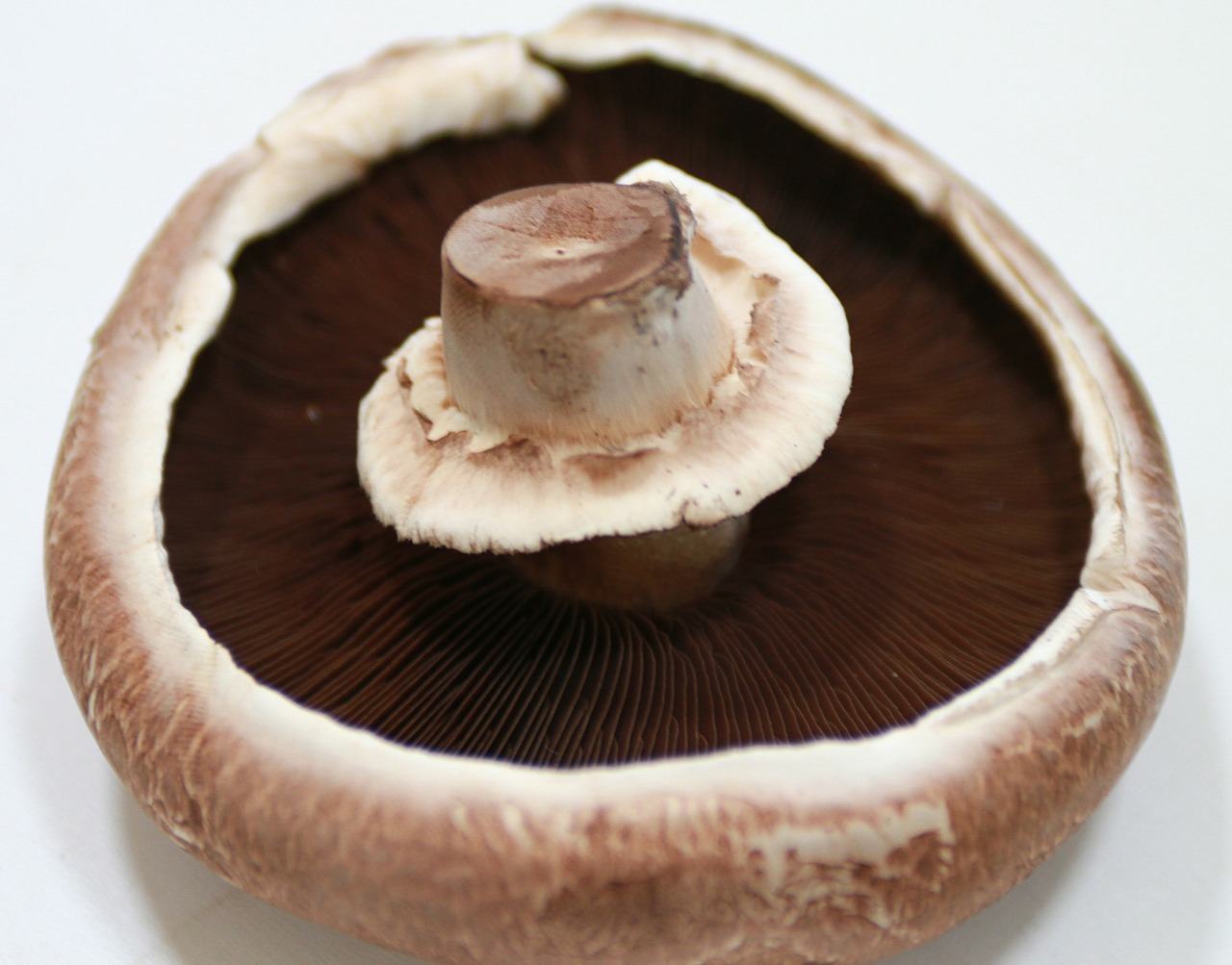 portobello mushroom