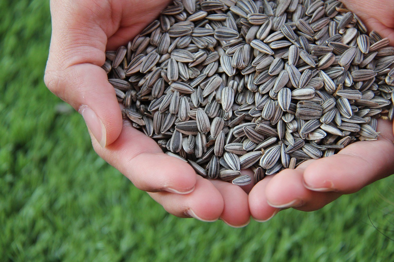 Lentil, Black Bean and Sunflower Seed Burrito Bowls