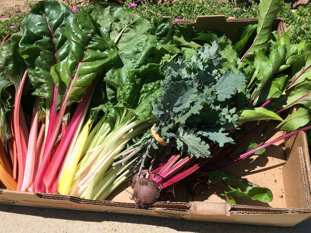swiss-chard