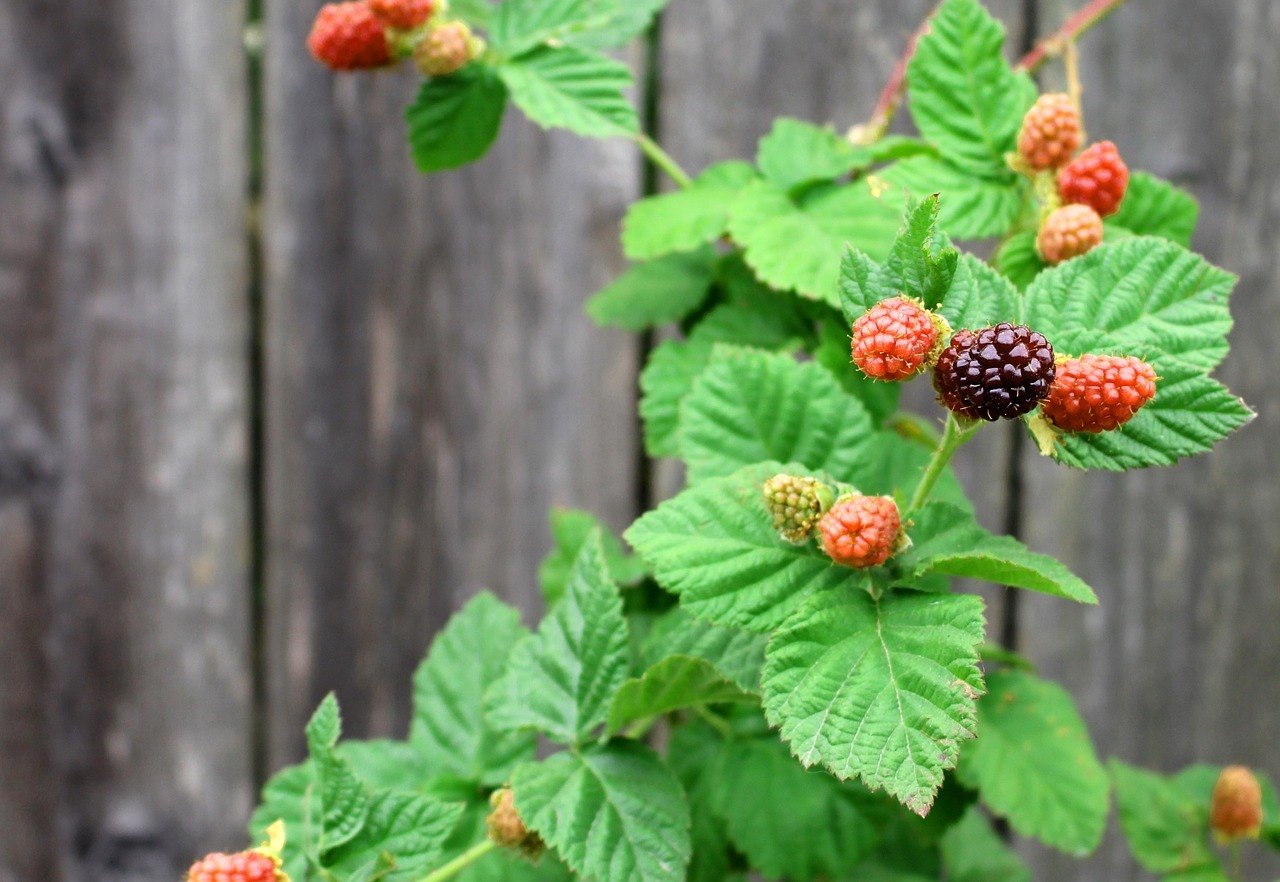 boysenberry