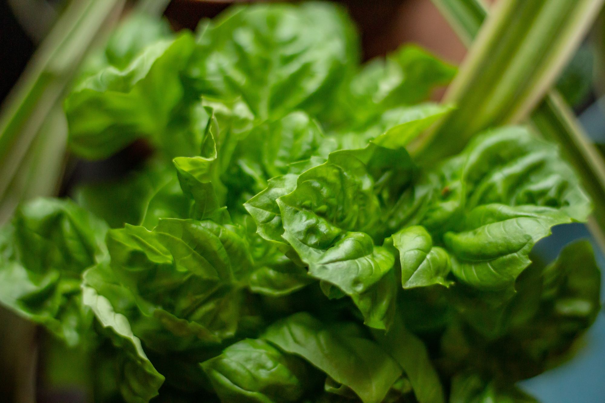 spinach