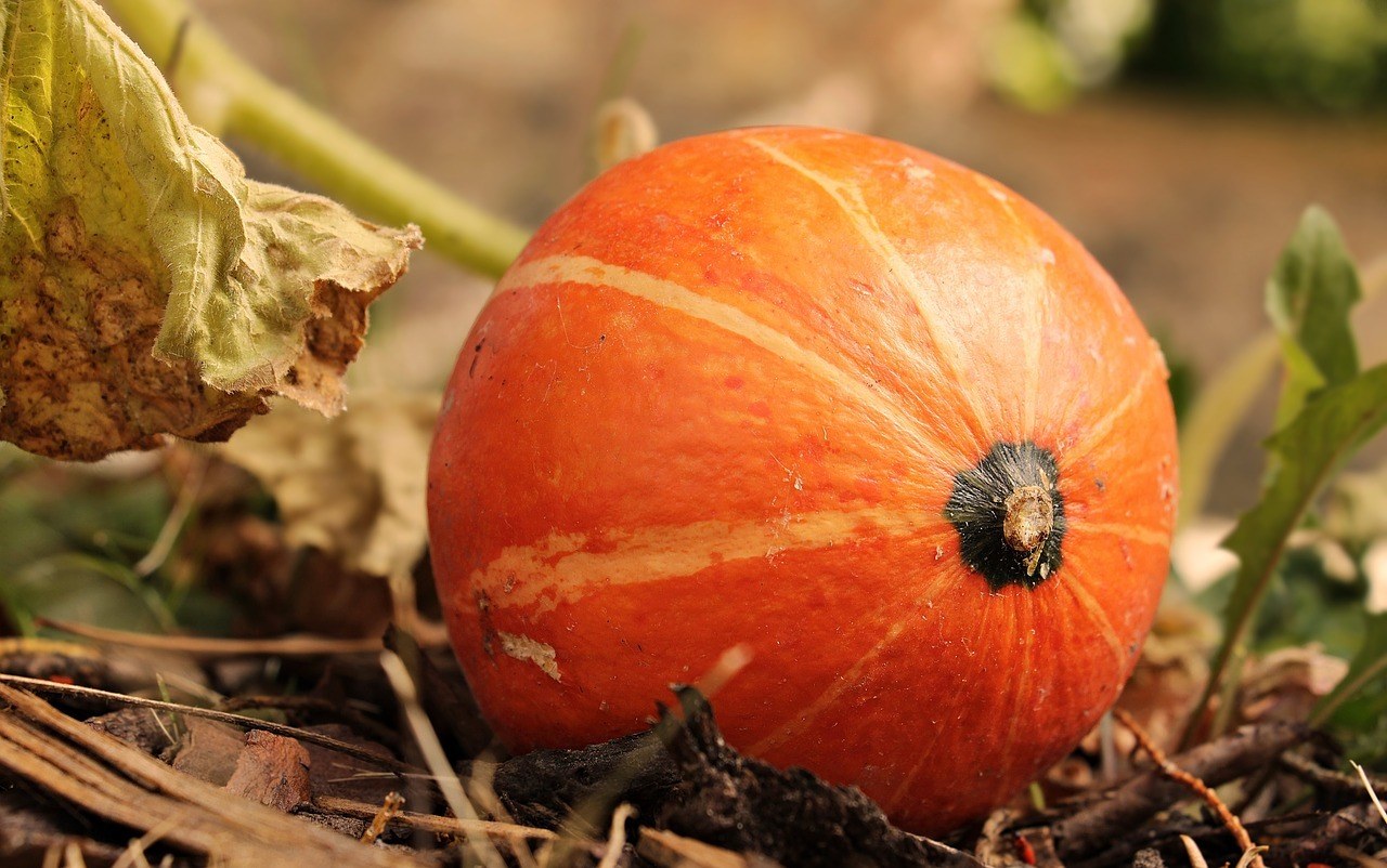 squash