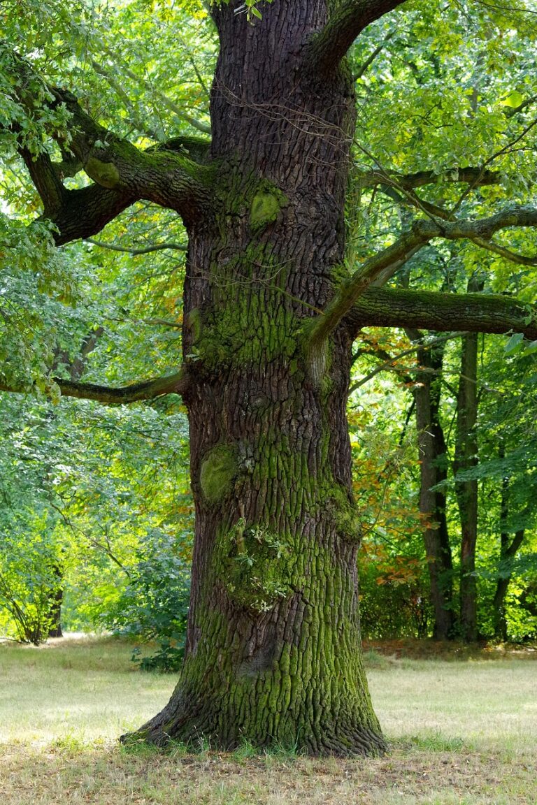 An old oak standing alone in a field