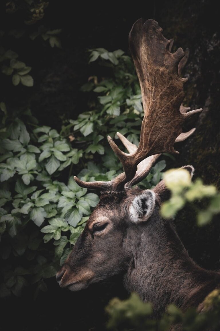 A wolf in open wilderness
