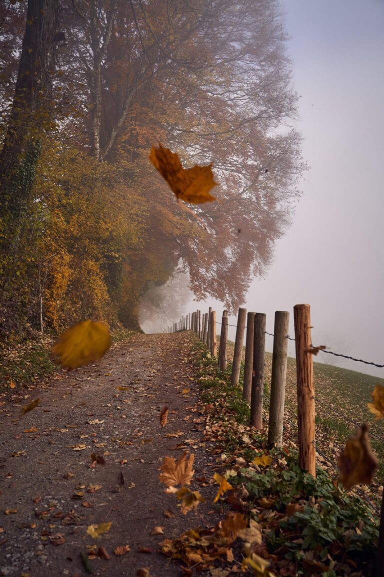 A path running into fog through dense forest