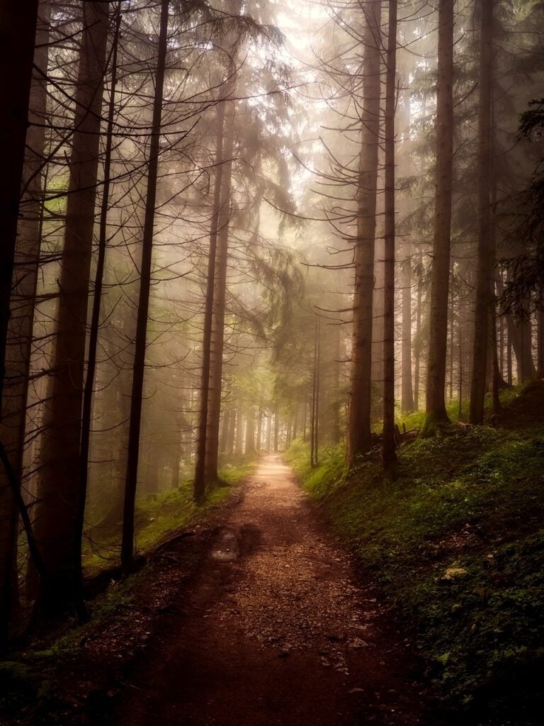 A trail through fog-covered pines