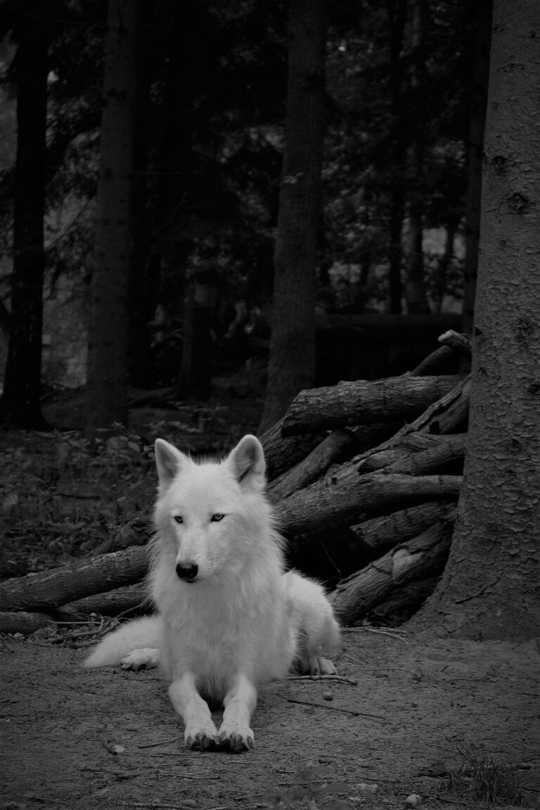 A wolf watching from cover