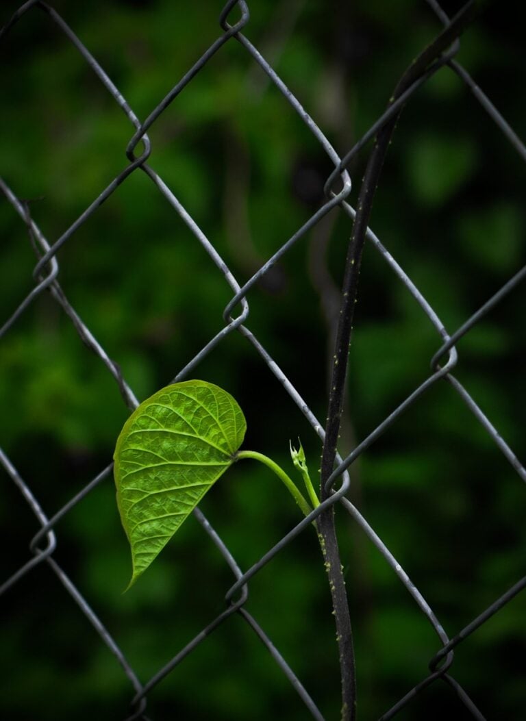 A heavy chain at its limit