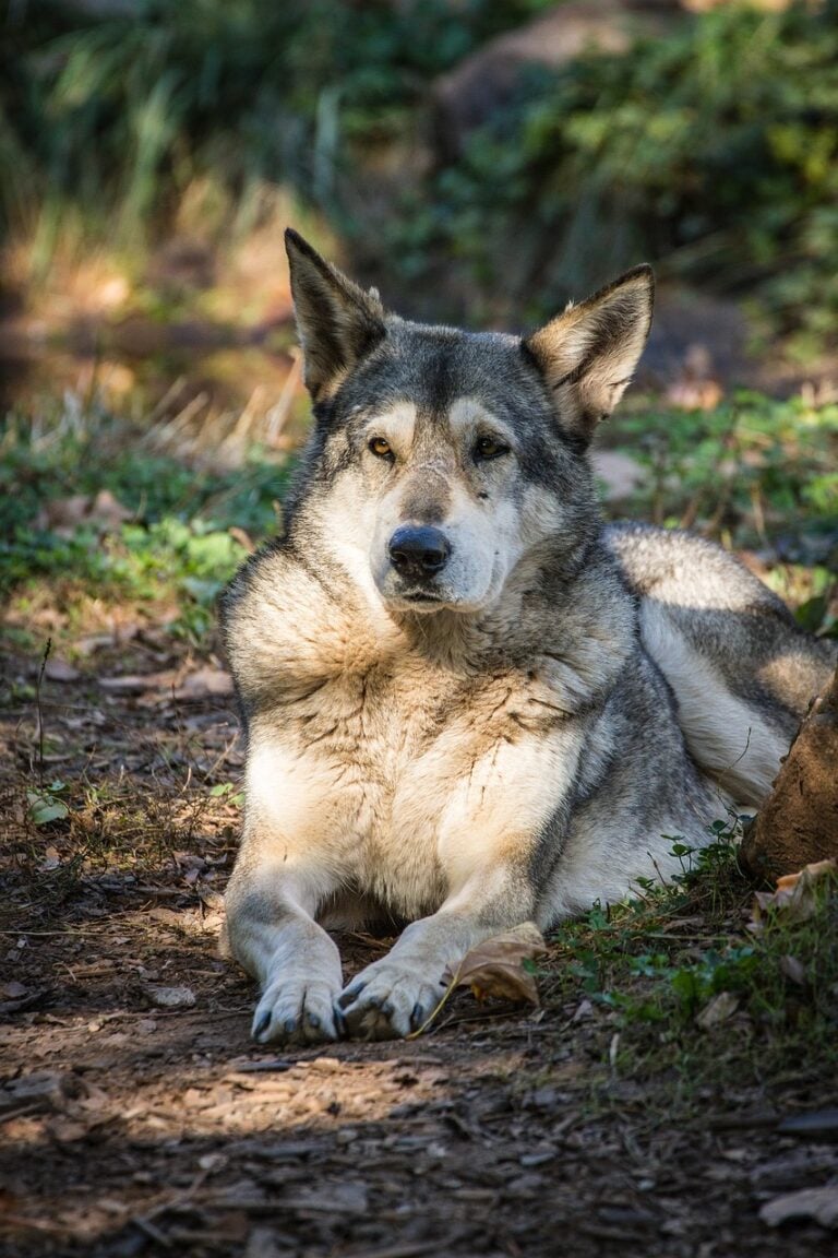 A wolf in open wilderness