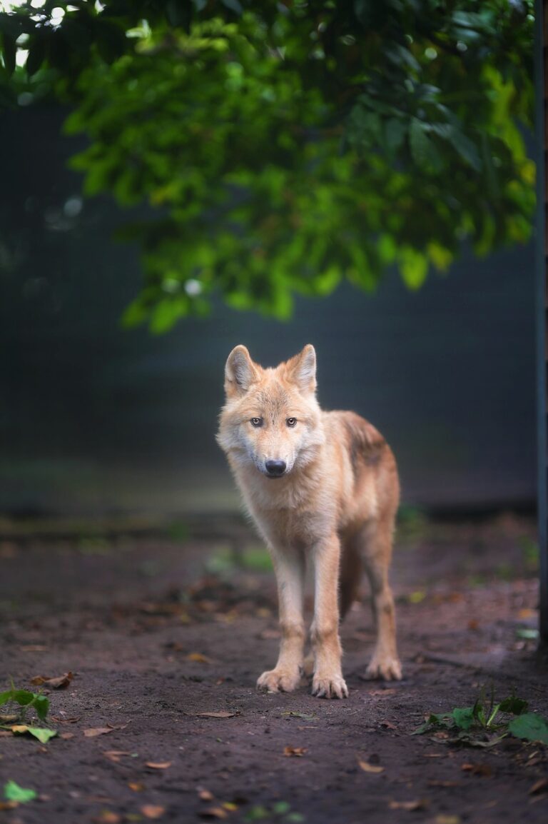 A wolf in open wilderness