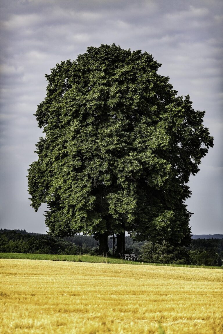 An old oak standing alone in a field