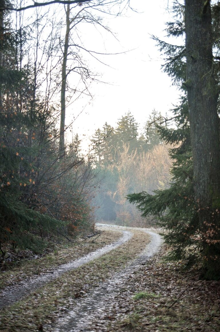 A trail through fog-covered pines