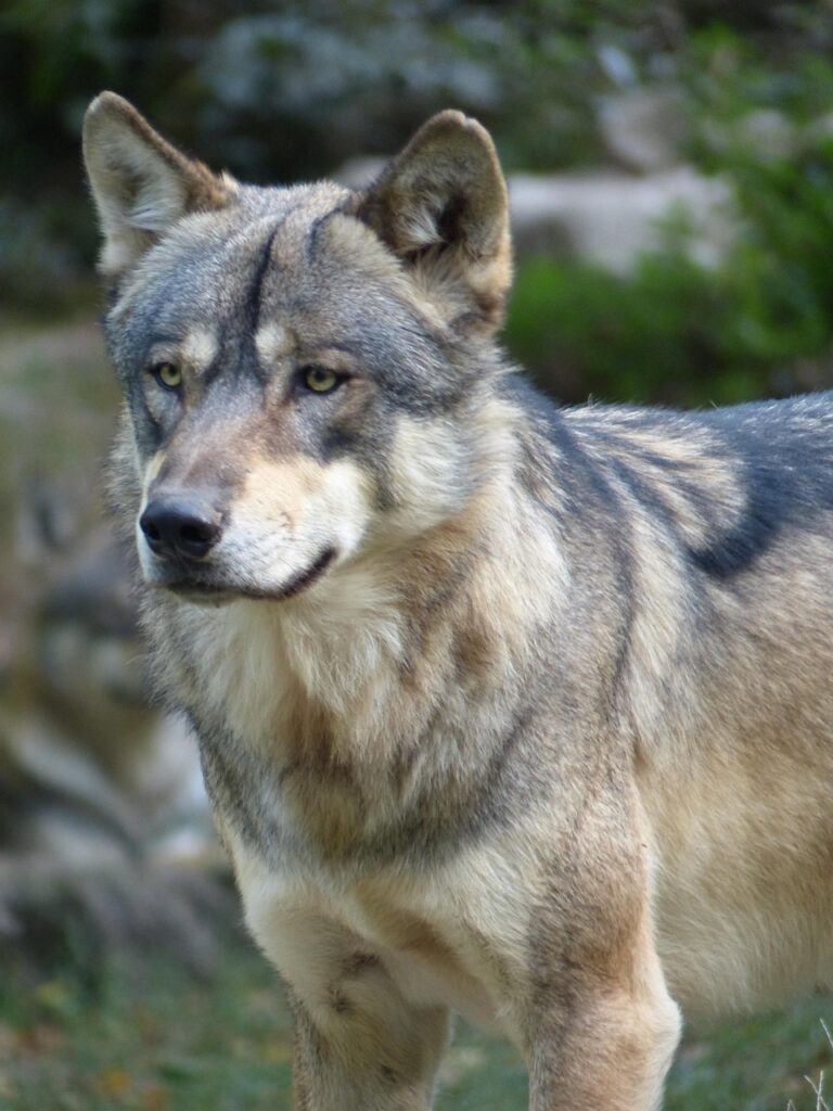 A lone wolf on open ground