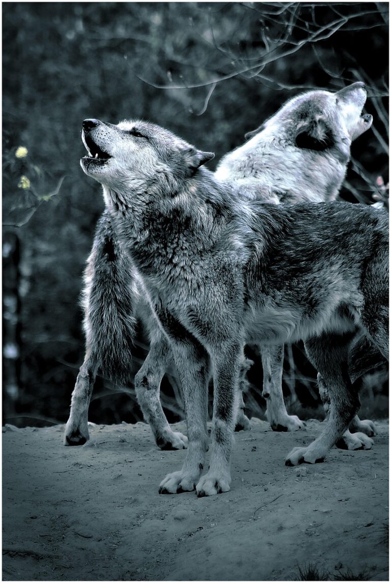 A lone wolf on open ground