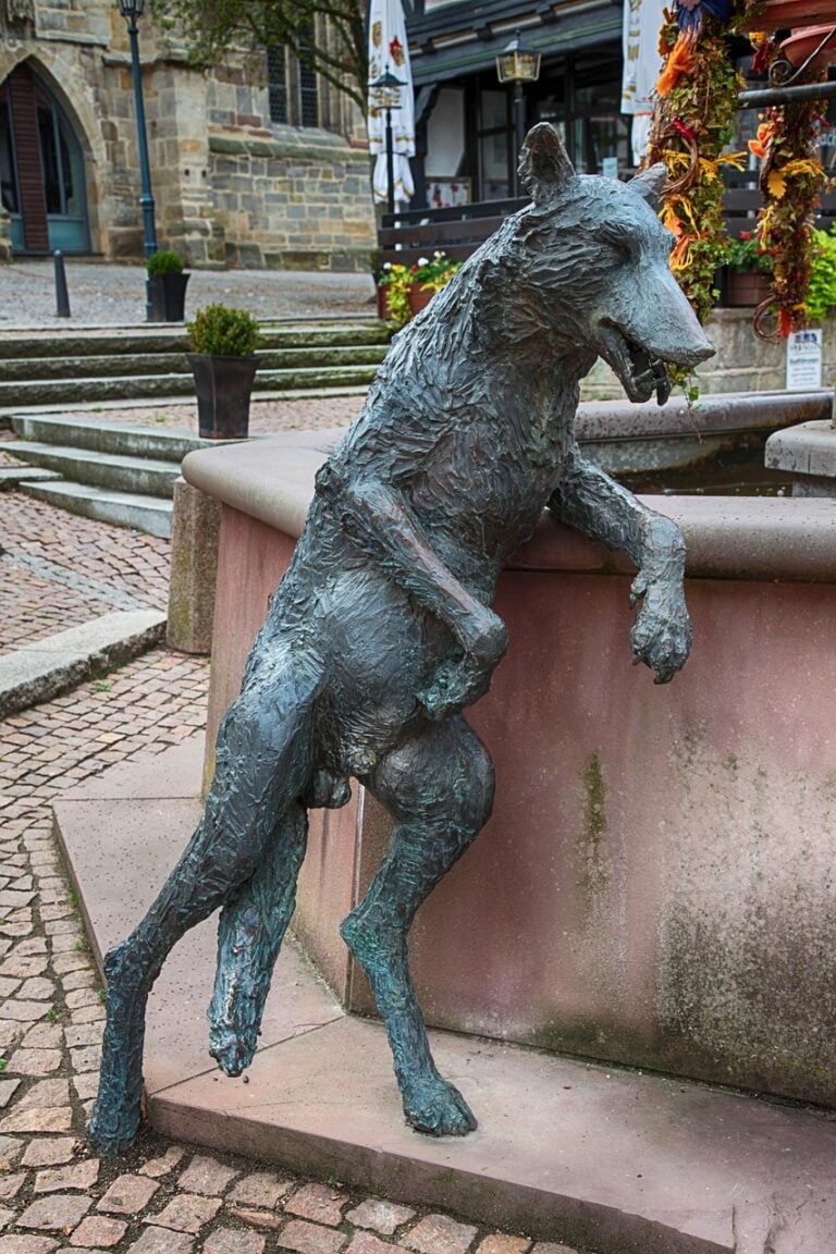 A wolf watching from cover
