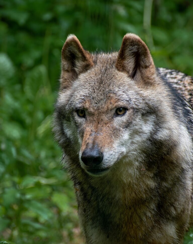A lone wolf on open ground