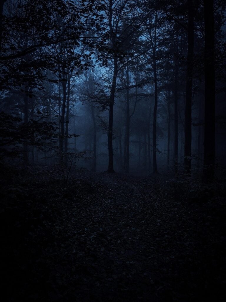 A path running into fog through dense forest