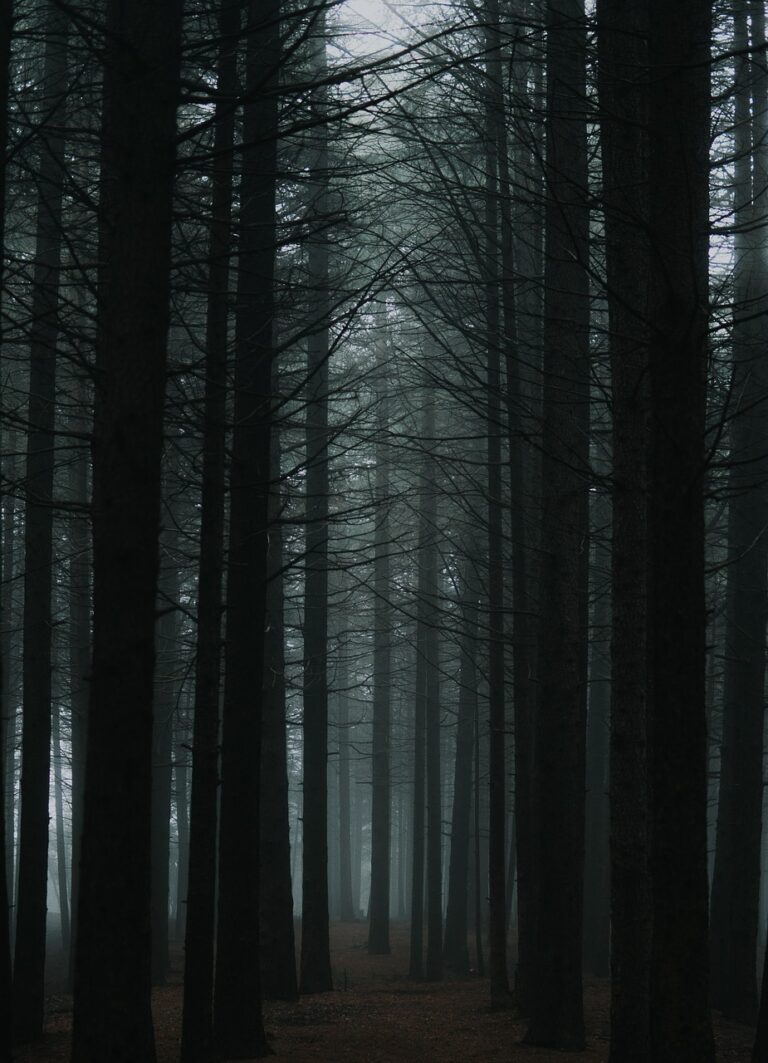 A trail through fog-covered pines