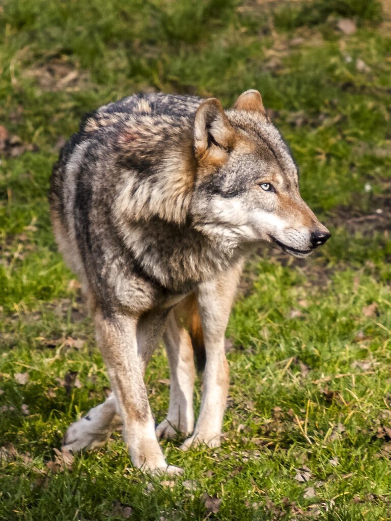 A wolf in open wilderness