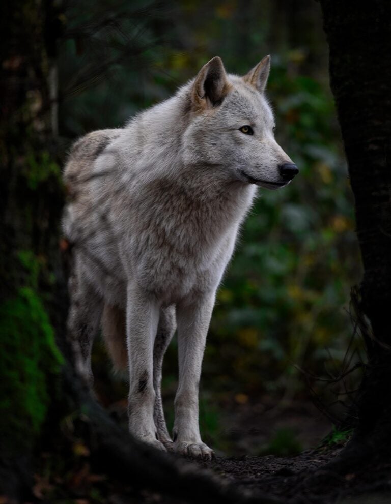 A wolf in open wilderness