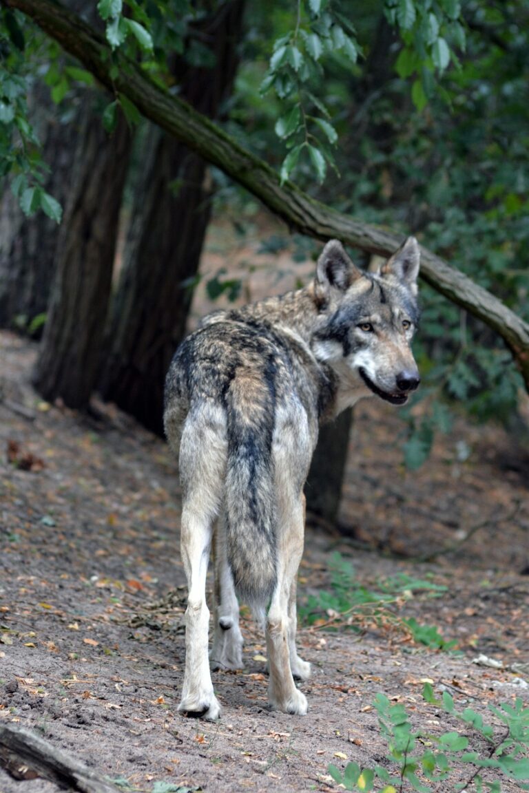 A lone wolf on open ground