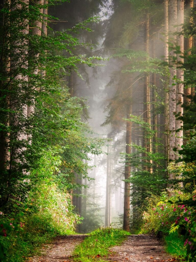 A path running into fog through dense forest