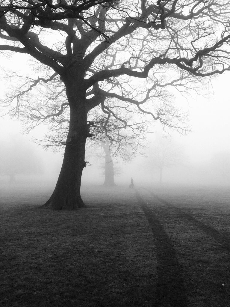 A track disappearing into mist between trees