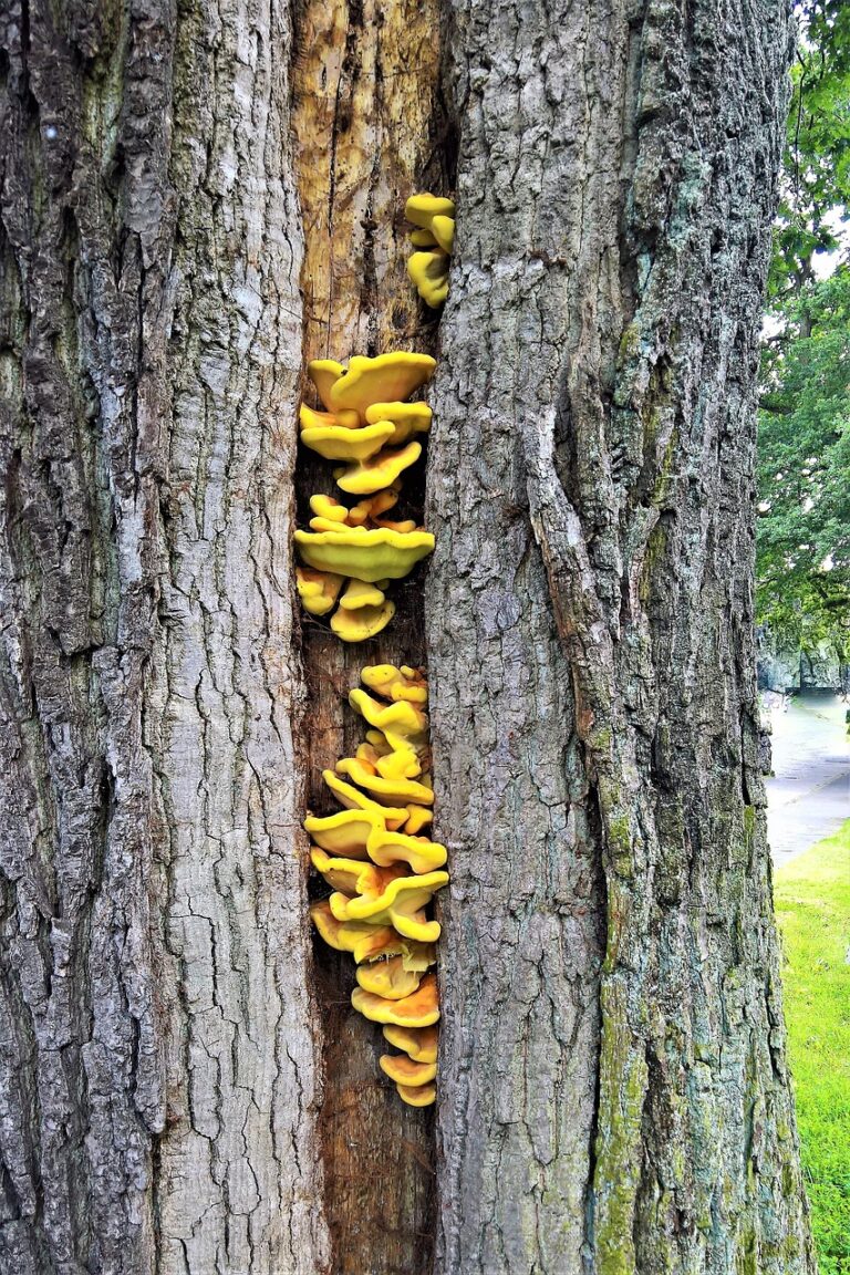 An old tree holding open country