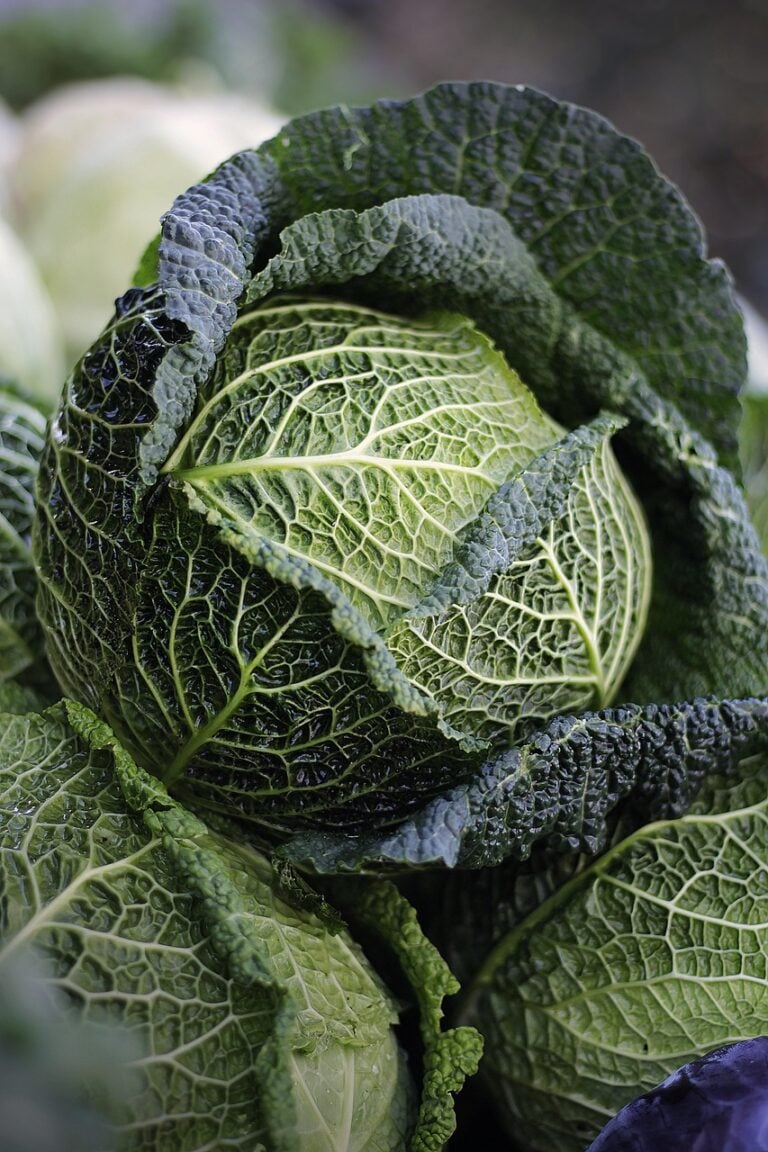 Raw ingredients before preparation