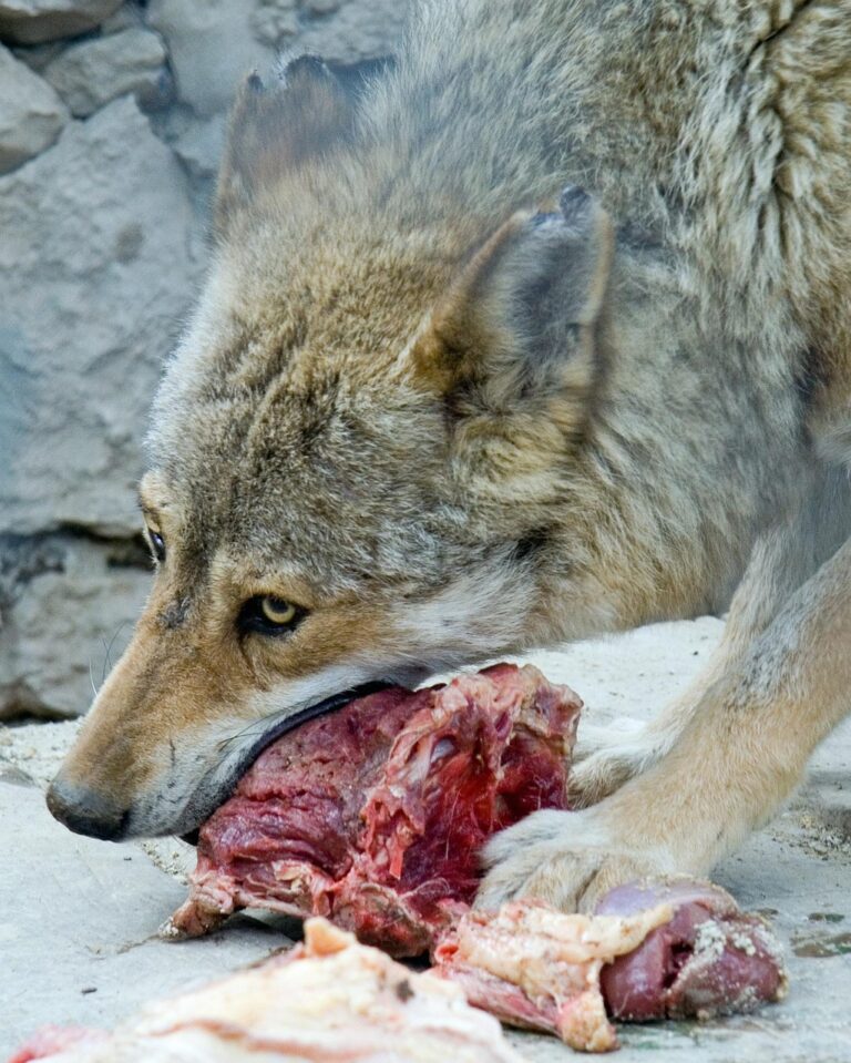 A wolf in open wilderness
