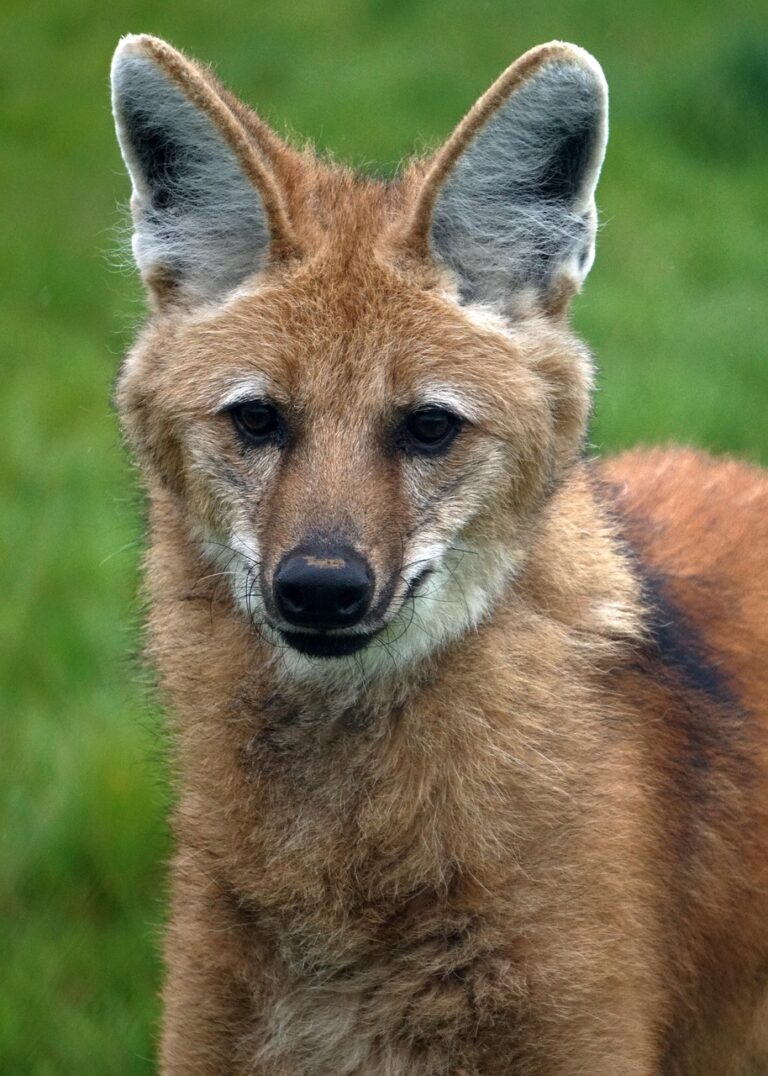 A lone wolf on open ground