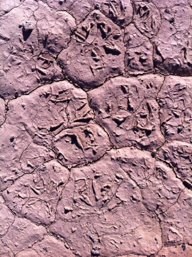 Parched earth split into plates