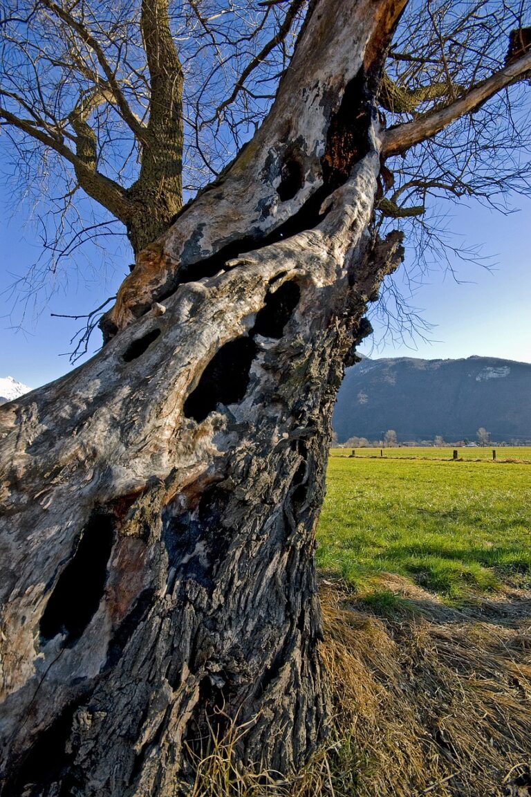 An old tree holding open country