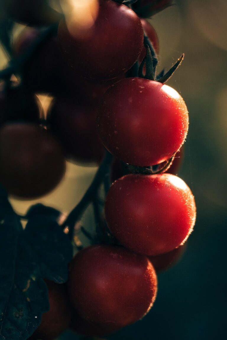 Unprocessed produce, plainly laid out