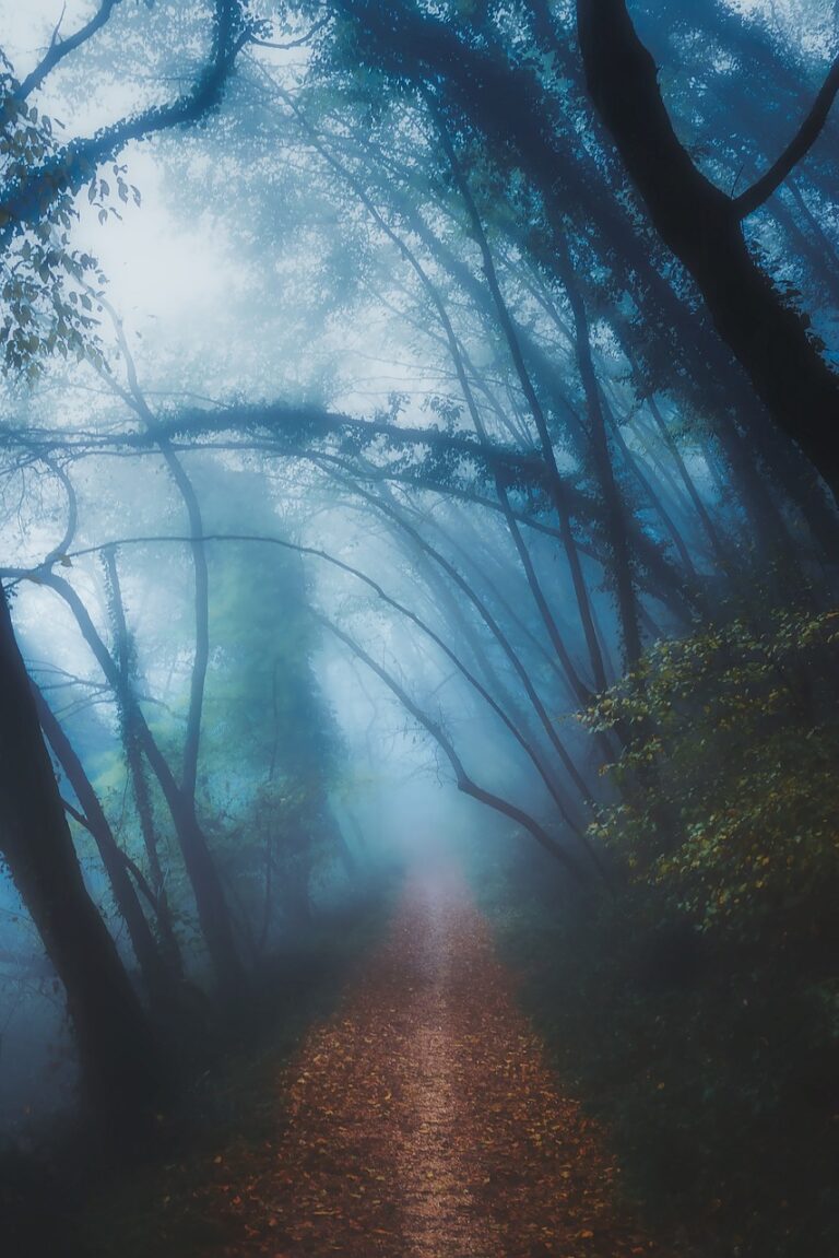 Dense woodland under low cloud