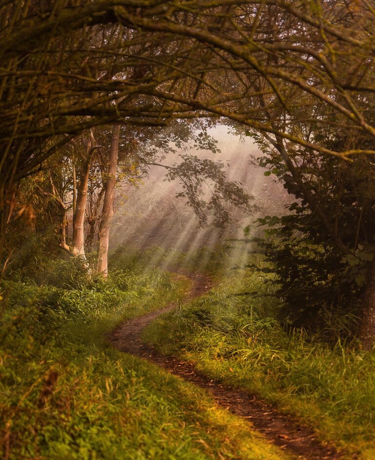 Dense woodland under low cloud