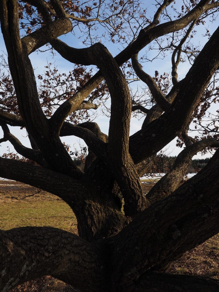 An old oak standing alone in a field