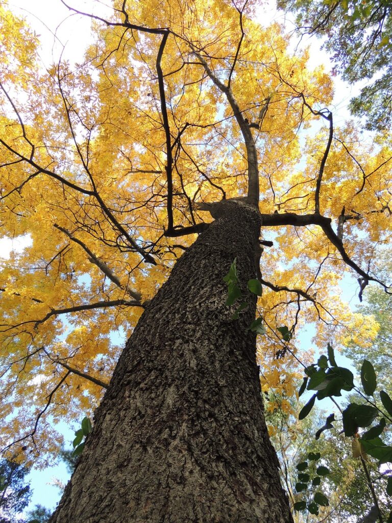 A single broad tree in open ground