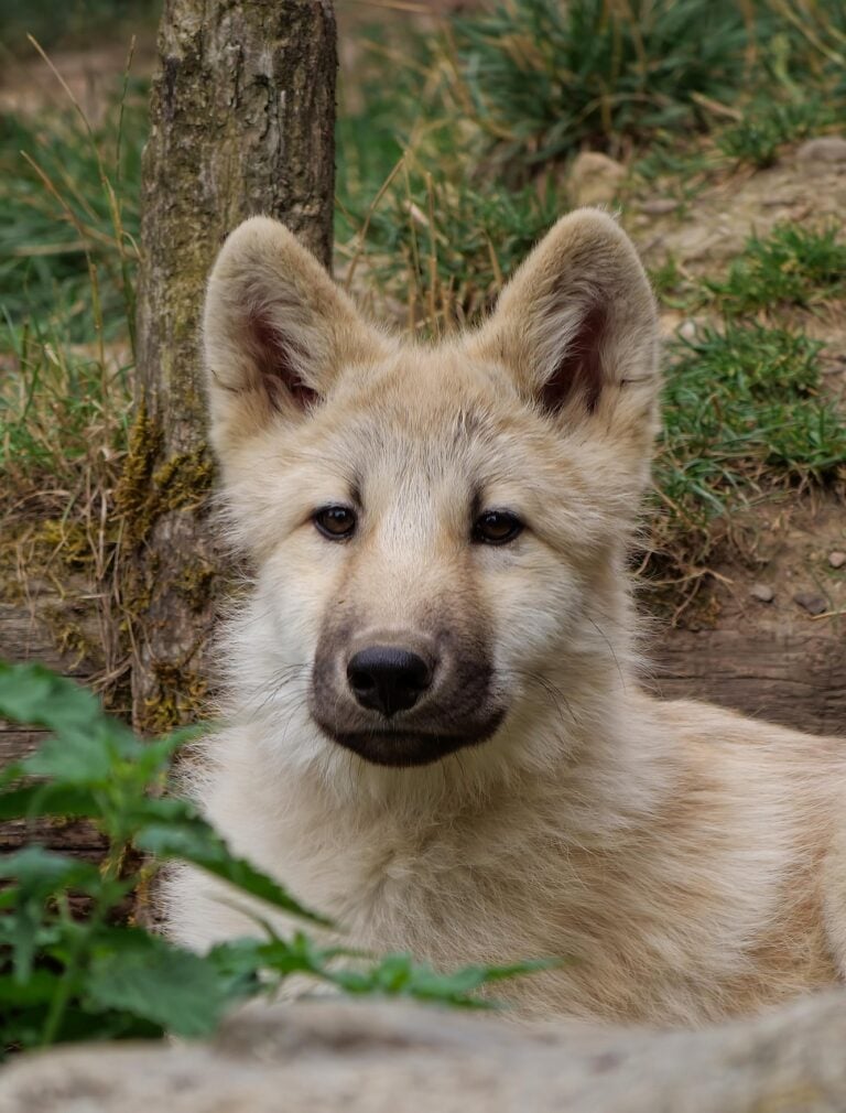 A lone wolf on open ground