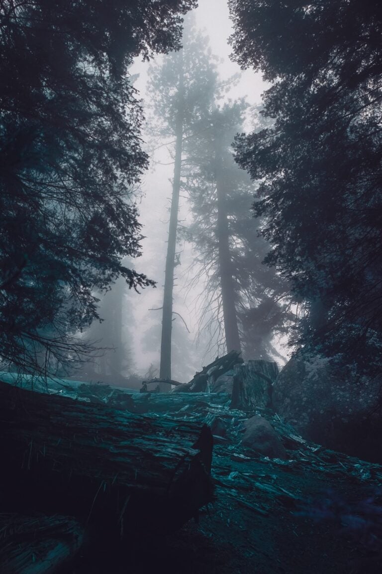 A trail through fog-covered pines