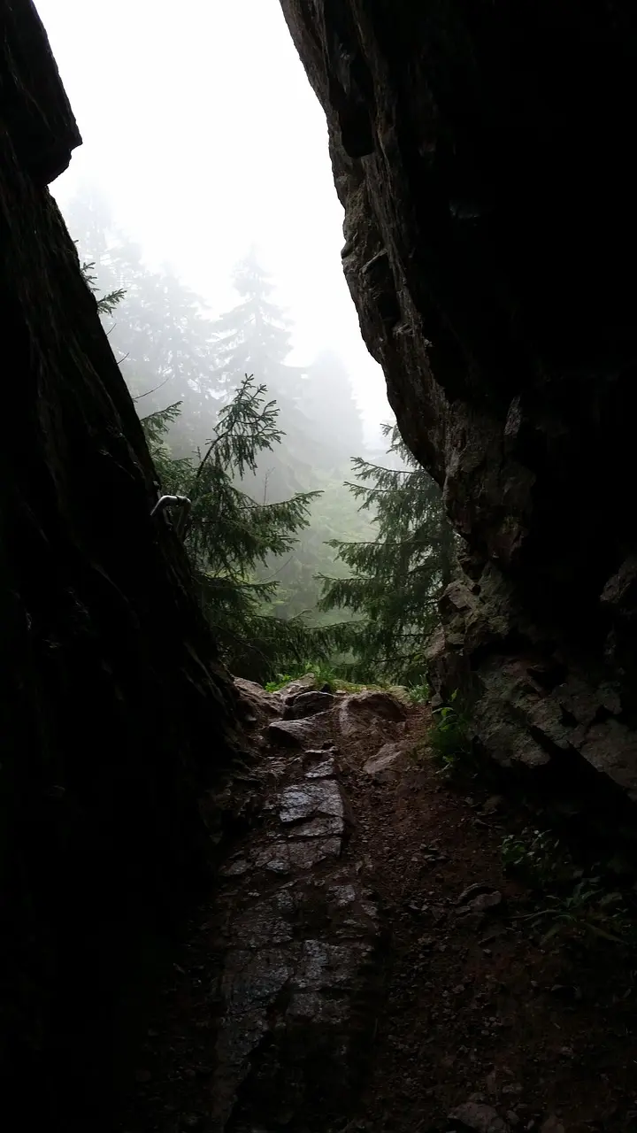 A path running into fog through dense forest