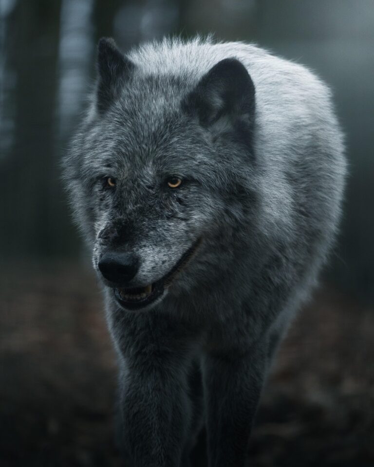 A lone wolf on open ground