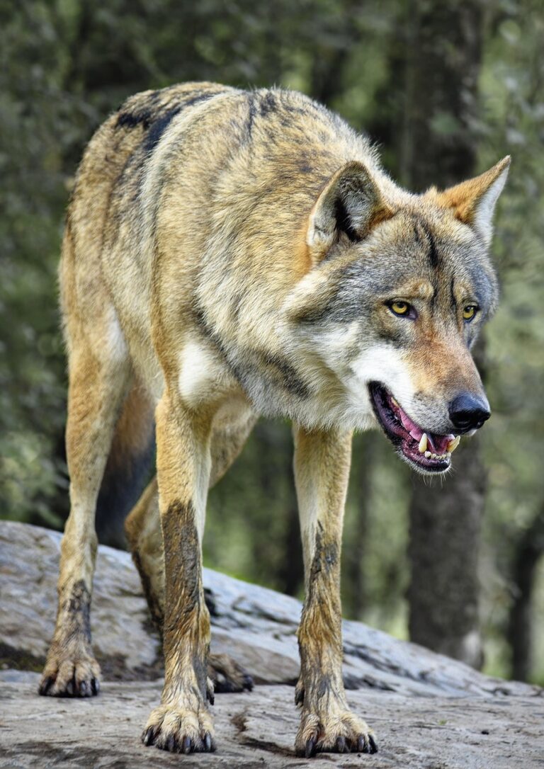 A wolf standing alert at the treeline