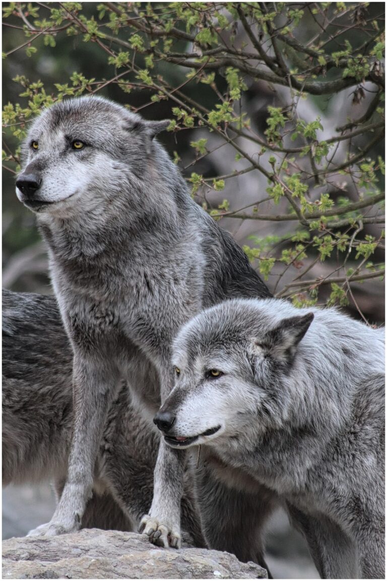 A lone wolf on open ground