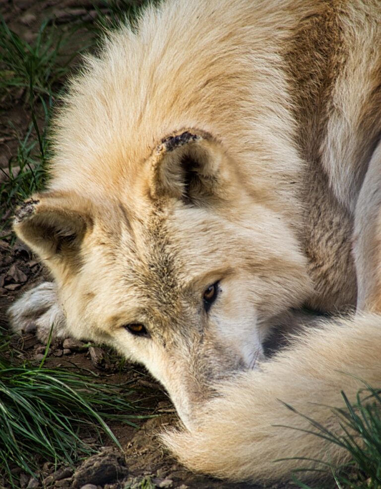 A lone wolf on open ground