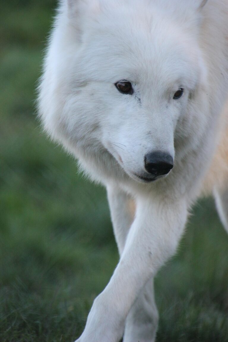 A wolf standing alert at the treeline