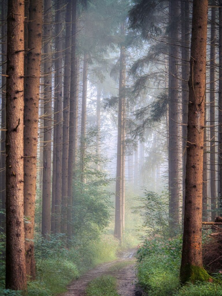 A path running into fog through dense forest